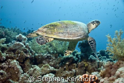 Hawksbill turtle (Eretmochelys imbricata) taken at Ras Ka... by Stephan Kerkhofs 
